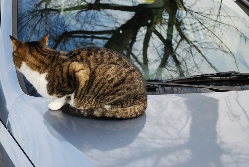 How to Keep Cats off Cars Best Car Finder